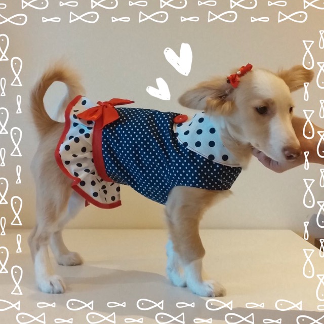 moda canina roupa boutique do cão diy handmade portugal flamvet vestidos cão