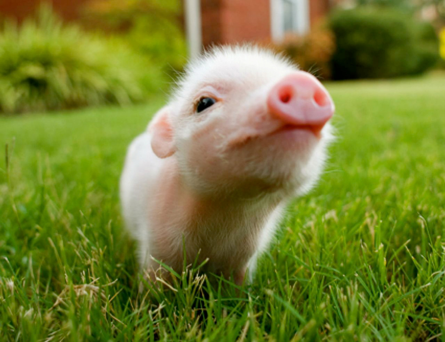 Mini Porco animais de estimação pets legislação portugal